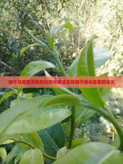 柚子乌龙普洱茶的功效与做法及其柚子味乌龙茶的含义