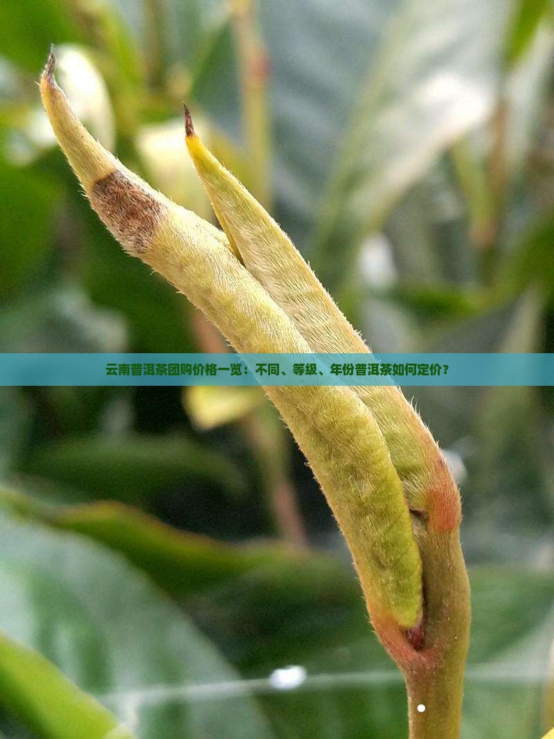 云南普洱茶团购价格一览：不同、等级、年份普洱茶如何定价？