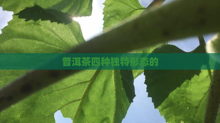 普洱茶四种独特形态的