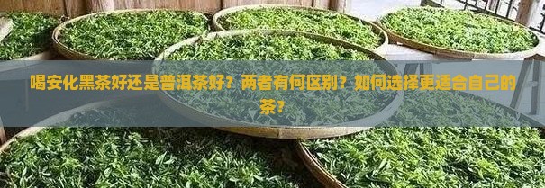 喝安化黑茶好还是普洱茶好？两者有何区别？如何选择更适合自己的茶？