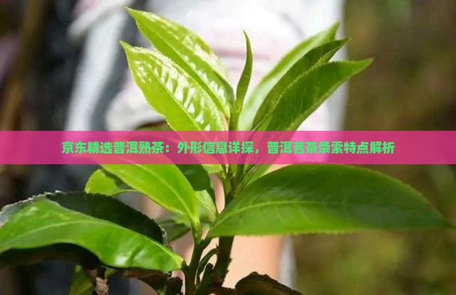 京东精选普洱熟茶：外形信息详探，普洱茗茶条索特点解析