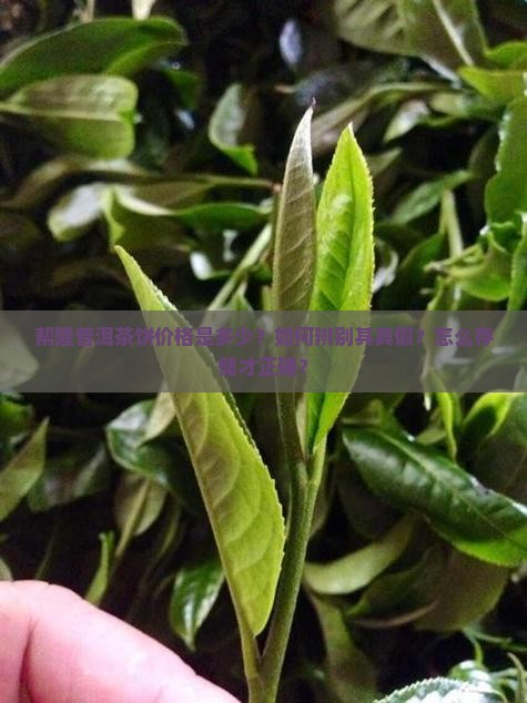 帮隆普洱茶饼价格是多少？如何辨别其真假？怎么存储才正确？