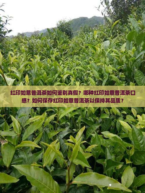红印如意普洱茶如何鉴别真假?哪种红印如意普洱茶口感?如何保存红印如意普洱茶以保持其品质? 红印如意普洱茶如何鉴别真假?哪种红印如意普洱茶口感?如何保存红印如意普洱茶以保持其品质?