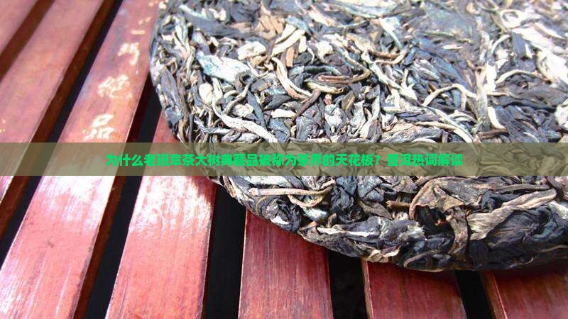 为什么老班章茶大树典藏品被称为茶界的天花板？普洱热词解读