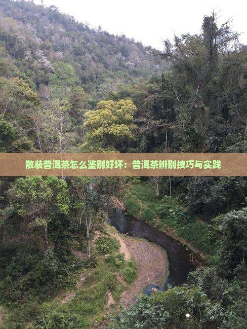 散装普洱茶怎么鉴别好坏：普洱茶辨别技巧与实践
