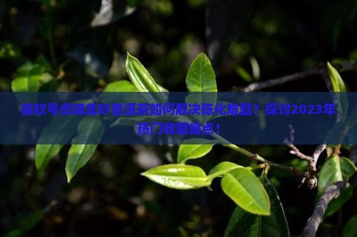德钦号虎啸龙吟普洱茶如何解决陈化难题？探讨2023年热门收藏痛点！