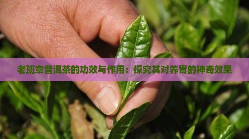 老班章普洱茶的功效与作用：探究其对养胃的神奇效果