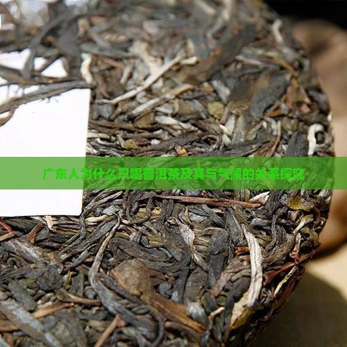 广东人为什么只喝普洱茶及其与气候的关系探究