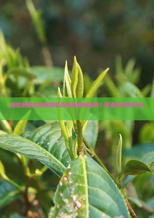 腰肌劳损患者能喝普洱茶缓解疼痛吗？探索茶饮新方案！