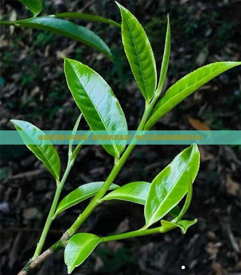 冰岛普洱茶为何珍稀？如何鉴别其品质？传统工艺如何成就茗贵天成？