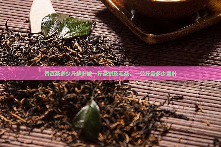 普洱茶多少斤鲜叶做一斤茶饼及毛茶，一公斤需多少青叶