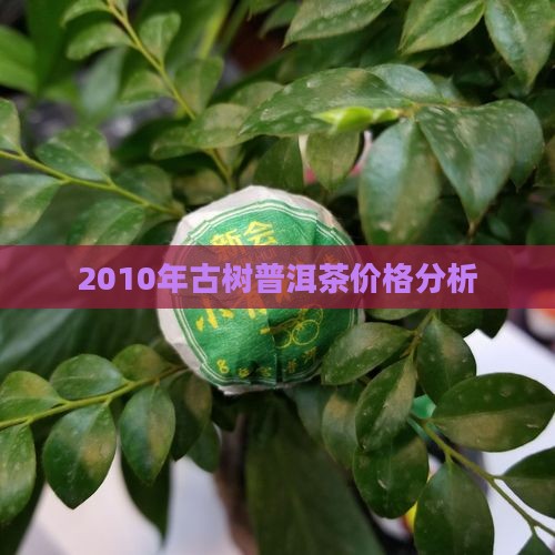 2010年古树普洱茶价格分析