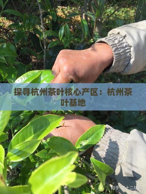 探寻杭州茶叶核心产区：杭州茶叶基地