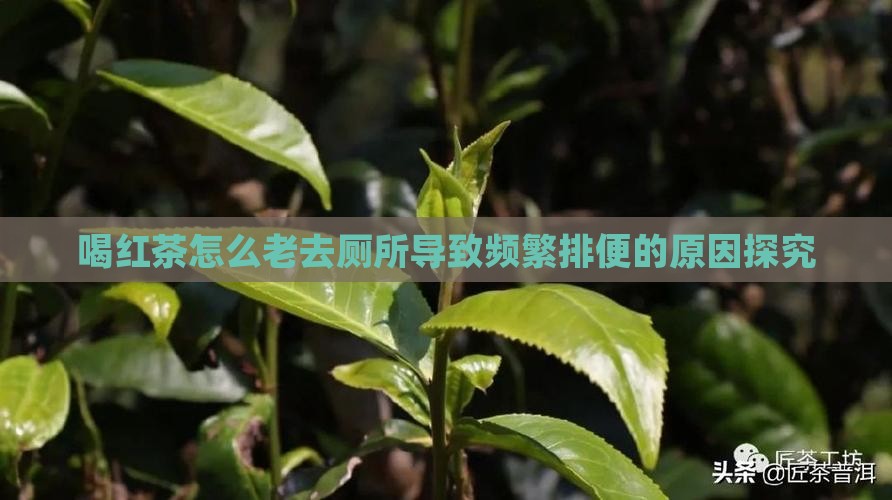 喝红茶怎么老去厕所导致频繁排便的原因探究