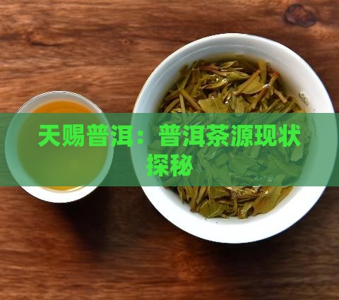 天赐普洱：普洱茶源现状探秘