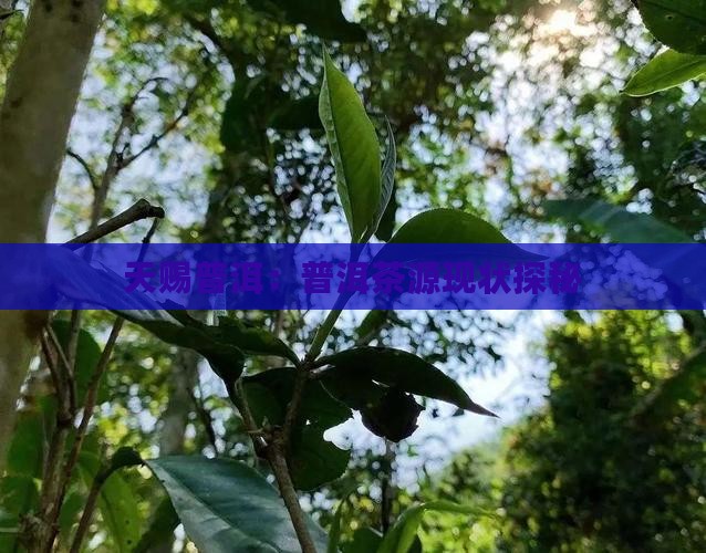 天赐普洱：普洱茶源现状探秘