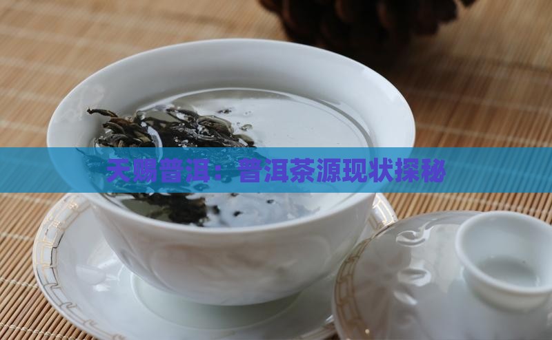 天赐普洱：普洱茶源现状探秘