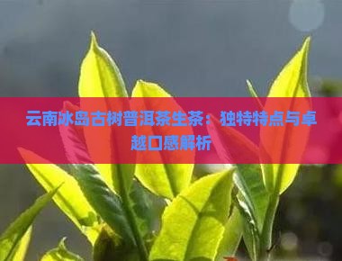 云南冰岛古树普洱茶生茶：独特特点与卓越口感解析