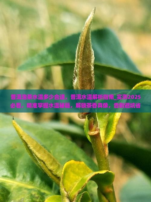 普洱泡茶水温多少合适