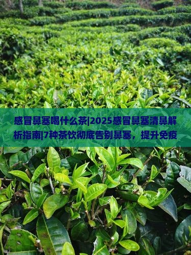 感冒鼻塞喝什么茶