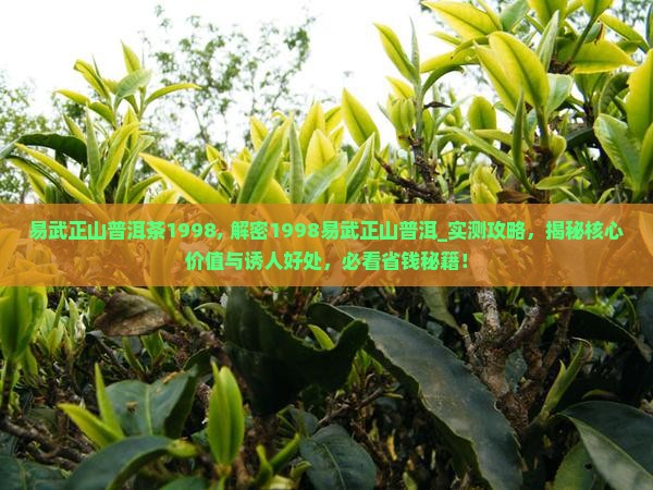 易武正山普洱茶1998