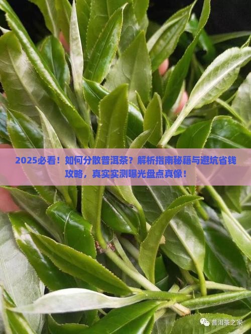 如何分散普洱茶