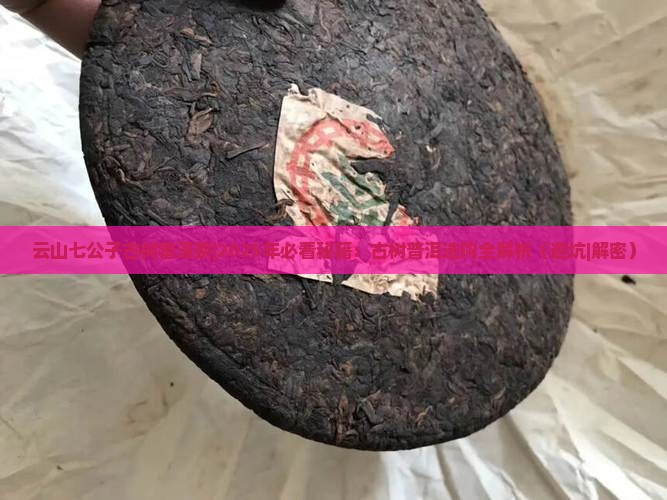 云山七公子古树普洱茶