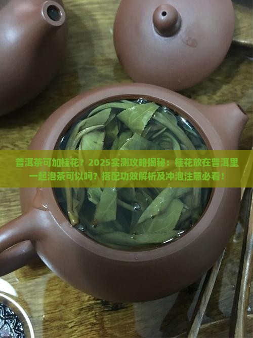普洱茶可加桂花吗