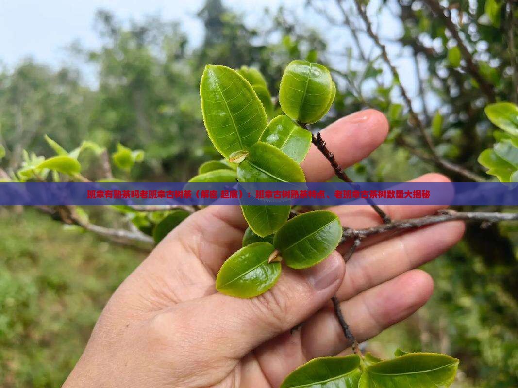 班章有熟茶吗老班章古树茶