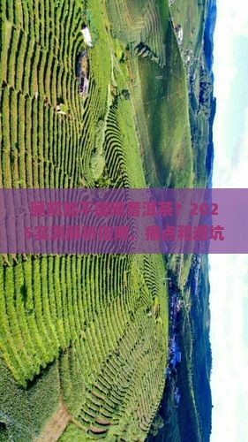 睡前能不能喝普洱茶