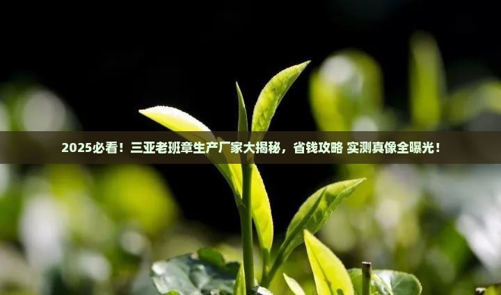 三亚老班章生产厂家