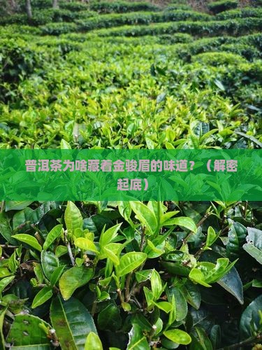 普洱茶为什么有金骏眉味道