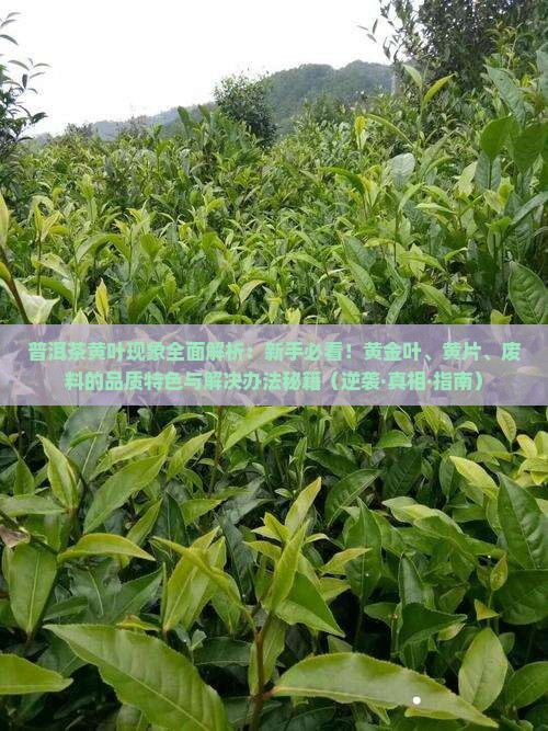 普洱茶黄叶的原因