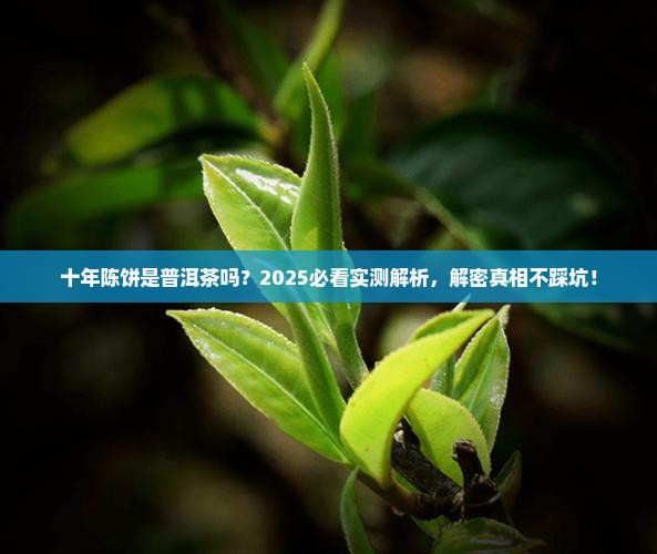 十年茶饼是普饵茶吗