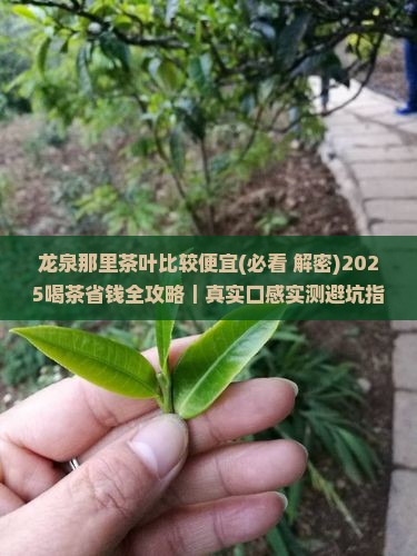 龙泉那里茶叶比较便宜 龙泉那里茶叶比较便宜