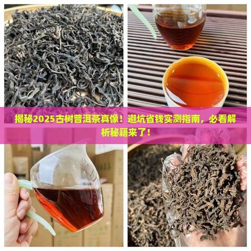 甄别古树普洱茶
