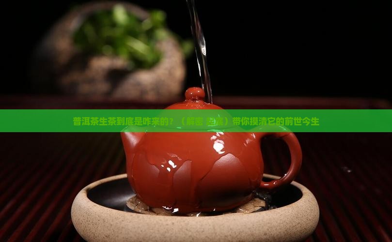 普洱茶生茶的来源
