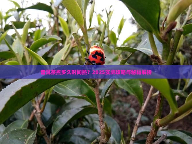 普洱茶煮多长时间熟