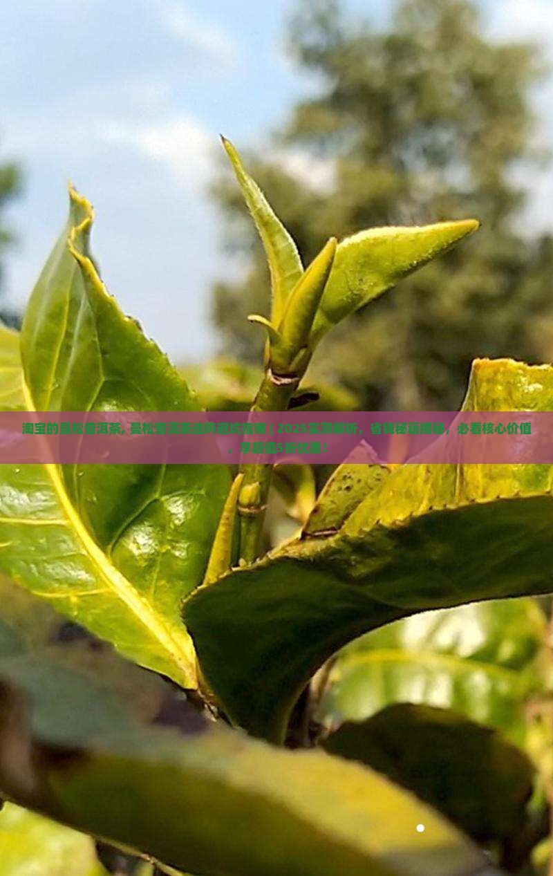 淘宝的曼松普洱茶