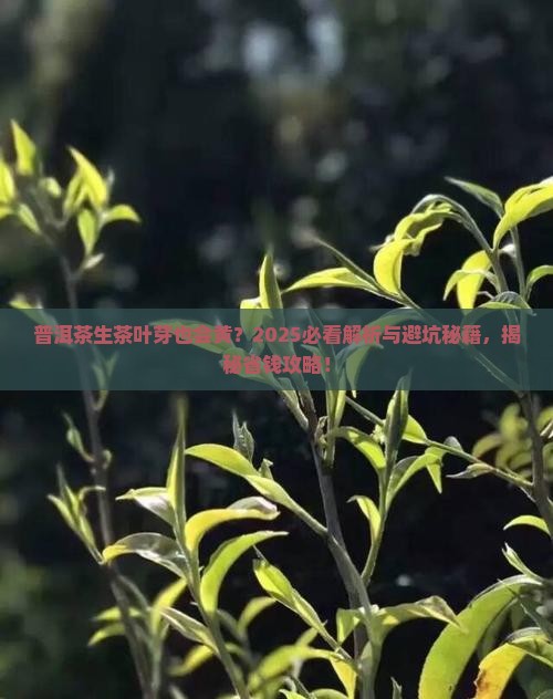 普洱茶生茶叶芽也会黄