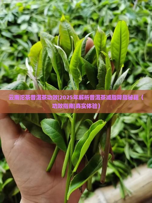 云南沱茶普洱茶功效