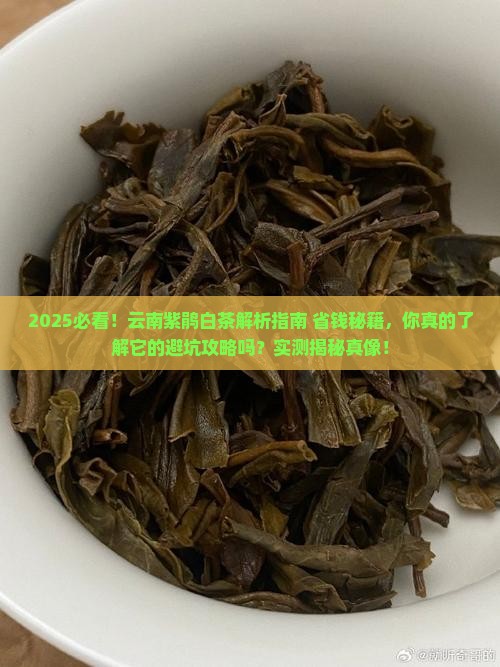 云南的紫鹃白茶