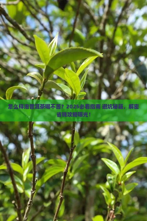 怎么样泡普洱茶喝不苦