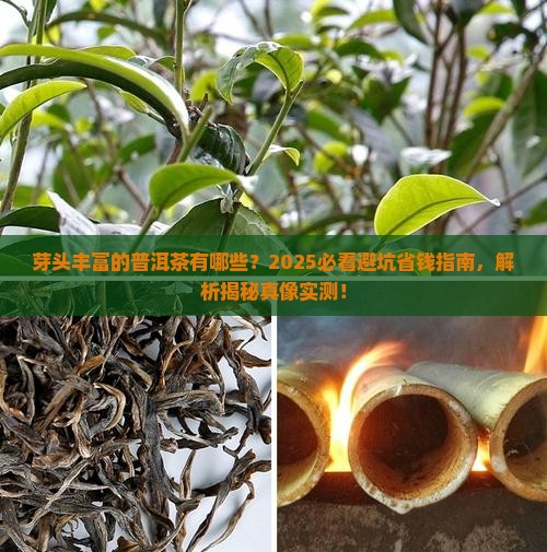 芽头丰富的普洱茶有哪些