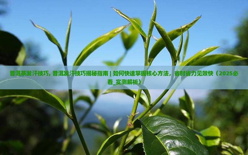 普洱茶发汗技巧