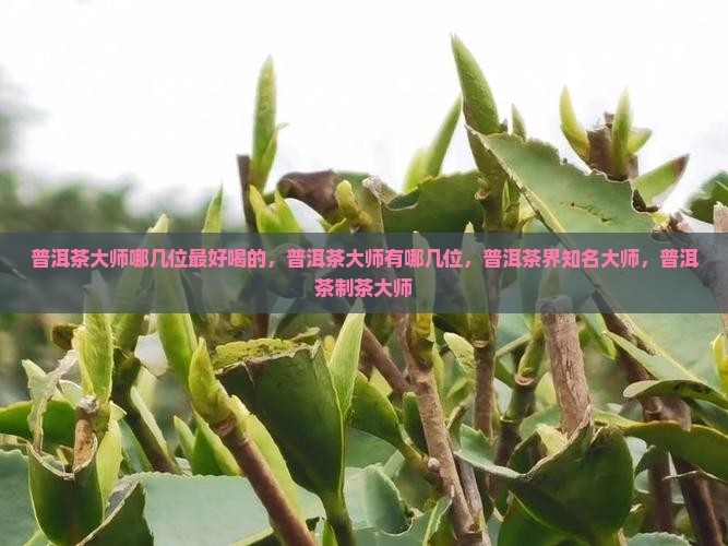 普洱茶大师哪几位最好喝 普洱茶大师哪几位最好喝