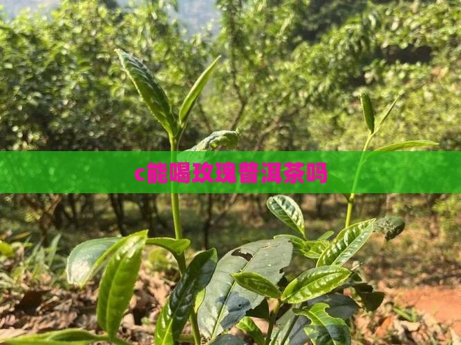 c能喝玫瑰普洱茶吗