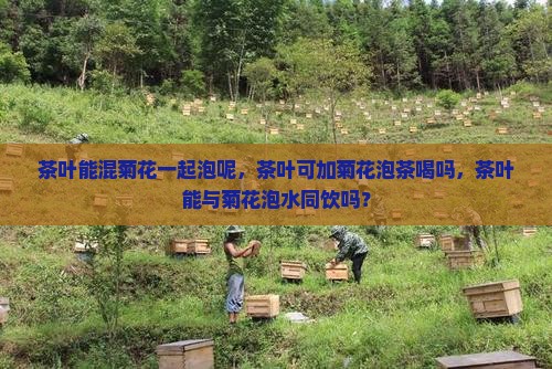 茶叶能混菊花一起泡呢 茶叶能混菊花一起泡呢
