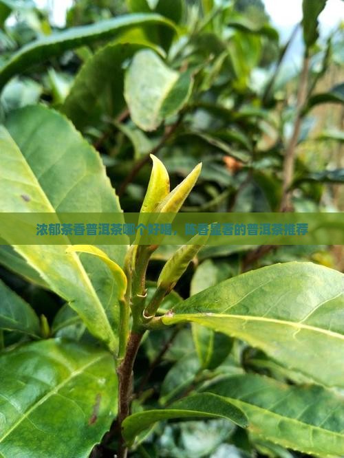浓郁茶香普洱茶