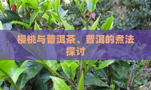 樱桃和普洱茶一起煮好吗